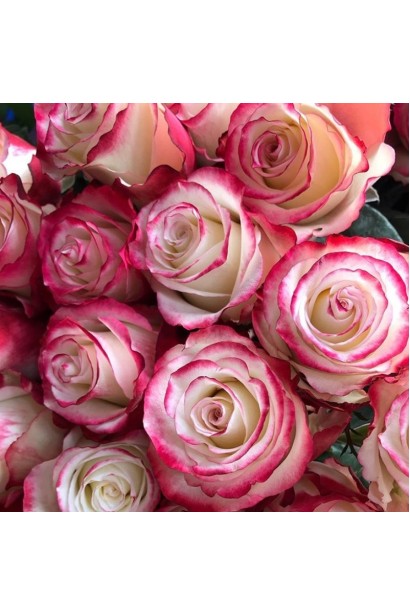 Роза чайно-гибридная Свитнес